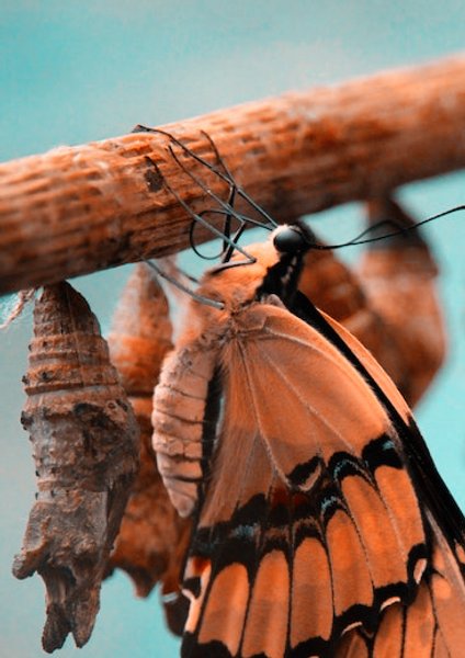 Een vlinder hangt te drogen onder aan een tak. Ze kroop net uit haar pop die, nu leeg, naast haar hangt. Ze is het resultaat van een transformatie.